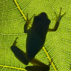Stripeless tree frog (Hyla meridionalis) on a leaf shooted backlight on the hills