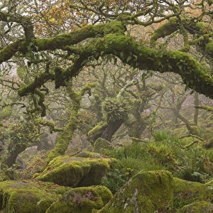 Stunted oak trees in the creepy and mysterious Wistmans Wood, Dartmoor National Park