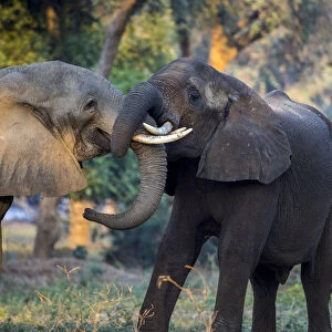 Sub adult male African elephants grooming in a test of strenth, Lower Zambezi National Park, Zambia