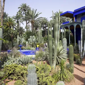 The sub-tropical Jardin Majorelle in the Ville Nouvelle of Marrakech