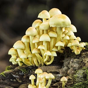 Sulphur Tuft (Hypholoma fasciculare), New Forest National Park, Hampshire, England