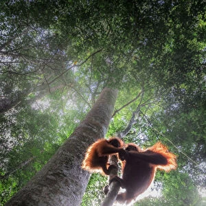 Sumatran orangutan mother with baby climbing a tree in Gunung Leuser National Park