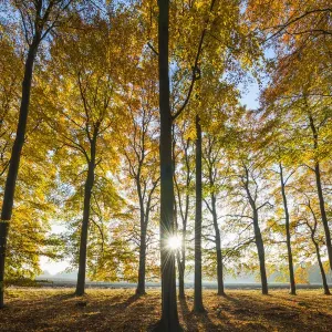 Sunburst Through Autumn Trees Print, Thetford Forest Landscape