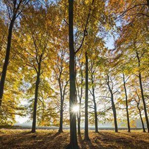Sunburst Through Autumn Trees, Thetford Forest, Norfolk, England