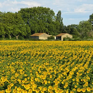 Sunflower field in Camargue, Languedoc- Roussillion, France, Europe