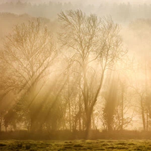 Sunlight bursting through mist covered trees, Near Okehampton, Devon, England. Winter