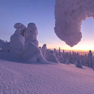 Sunrise on frozen trees, Riisitunturi National Park, Posio, Lapland, Finland