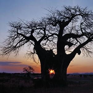 Sunrise through the hole in a baobab tree