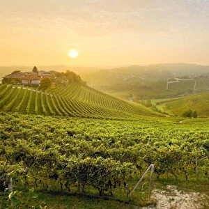Sunrise on the vineyards of Barbaresco, Piedmont, Italy