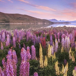 Sunrisre at Lake Tekapo, Canterbury, New Zealand