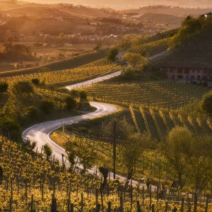 Sunset in Langa with road through the vineyards of Castiglione Tinella, Piedmont, Italy