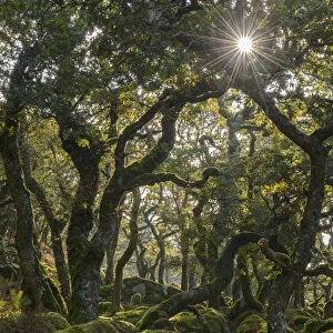 Sunshine radiates through Black a Tor copse, an ancient Oak woodland on Dartmoor's high moorland, Devon, England. Autumn (October) 2016