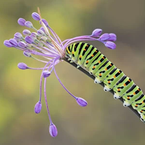 Swallowtail caterpillar on Allium pulchellum