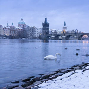 Swan swimming in Vltava River near Charles bridge against snowy sky in winter, Prague