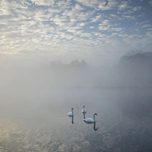 Swans at Bladon lake, Blenheim Palace, Blenheim Park, Woodstock, Oxfordshire, England