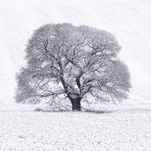 Sweet Chestnut in Snow, Keysely Down Print