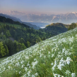 Switzerland, Canton of Vaud, plateau near Orgevaux, Daffodils