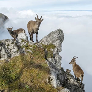 Switzerland, Lucerne, Mount Pilatus, Ibex