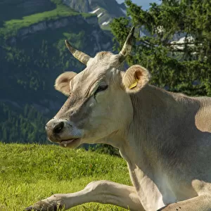 Switzerland, St. Gallen, Grabs, Voralp, Swiss cow