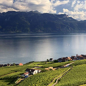 Switzerland, Vaud, Lavaux Vineyards, Rivaz Village and Lac Leman / Lake Geneva