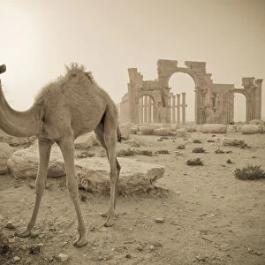 Syria, Palmyra ruins (UNESCO Site), Camel and Monumental Arch