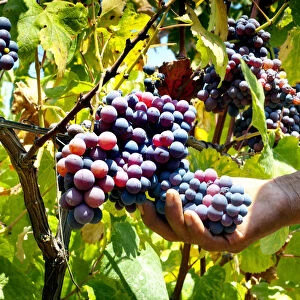 Tabernero Winery & Vineyards, Pisco Producer, Grape Brandy, Chincha Alta, Valley OF