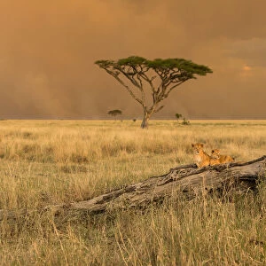 Tanzania, Africa, Serengeti National Park, puppies on a tree trunk