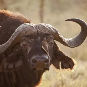 Tanzania, Serengeti. A craggy old buffalo, surrounded by flies