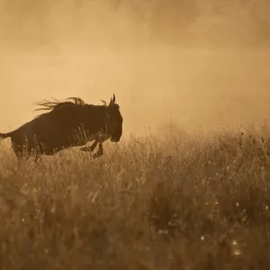 Tanzania, Serengeti. A Gnu leaps through the grass