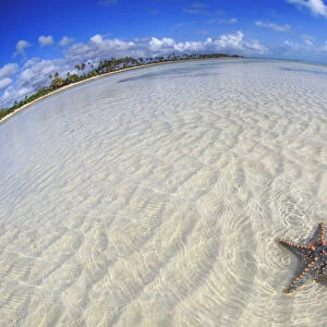 Tanzania. Zanzibar, Jambiani, Starfish exposed at low tide