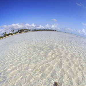 Tanzania. Zanzibar, Jambiani, Starfish exposed at low tide