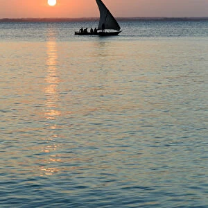 Tanzania. Zanzibar, Michamvi Village, Dhows (traditional sailboats) saling at sunset
