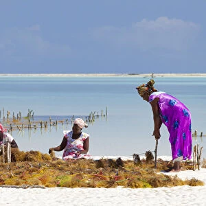 Tanzania, Zanzibar, Unguja, Jambiani. Ladies harvesting seaweed at low tide