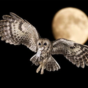 A Tawny owl in night flight with a mouse in its beak, Trentino Alto-Adige, Italy