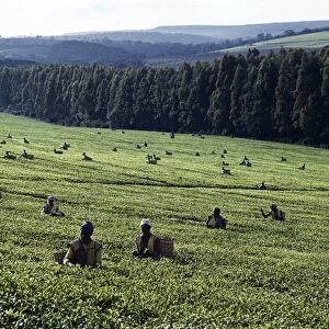 Tea pickers on a large estate near Kericho