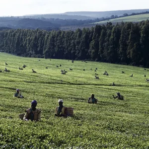 Tea pickers on a large estate near Kericho