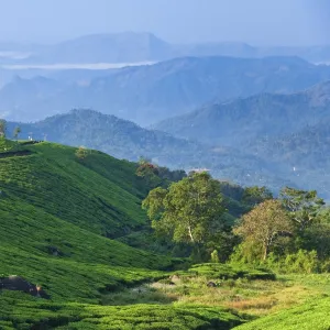 Tea Plantations