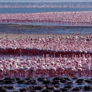 Tens of thousands of lesser flamingos