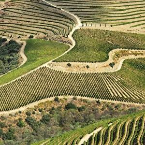 Terraced vineyards along the Douro river during the grapes harvest. Ervedosa do Douro