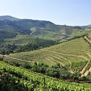Terraced vineyards in Quinta do Noval, Douro region, a Unesco World heritage site