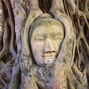 Thailand, Ayutthaya, Wat Mahathat, Buddha head in tree