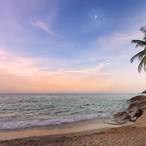 Thailand, Ko Samui, Chaweng beach, Palm tree overhanging sea