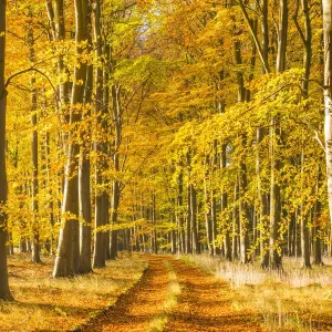 Thetford Forest Autumn Print Thetford Forest Autumn Print