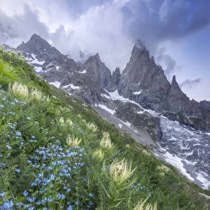 Thistles and blue wild flowers growing beside Freney Glacier Italian Alps