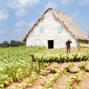 Tobacco farm in Vinales valley, Cuba, Caribbean