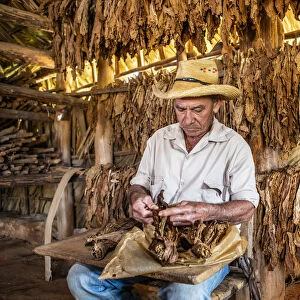 A tobacco farmer making a Cuban cigar in Vinales, Pinar del Rio Province, Cuba