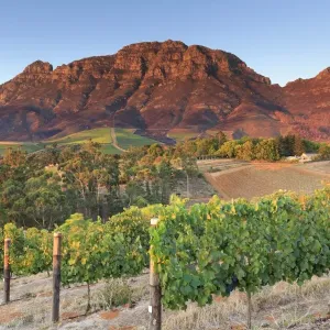Tokara Wine Estate Print, Stellenbosch Landscape Tokara Wine Estate Print, Stellenbosch Landscape