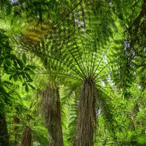 Tongariro National Park Print Tongariro National Park Print