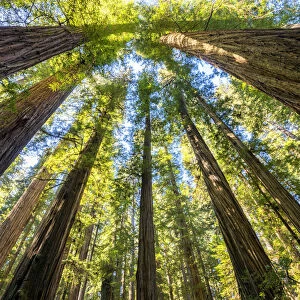 Towering Giant Redwood Trees, Jedediah Smith Redwood State Park, California, USA