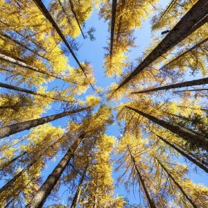 Towering Larch Trees Autumn Print, Julian Alps Slovenia